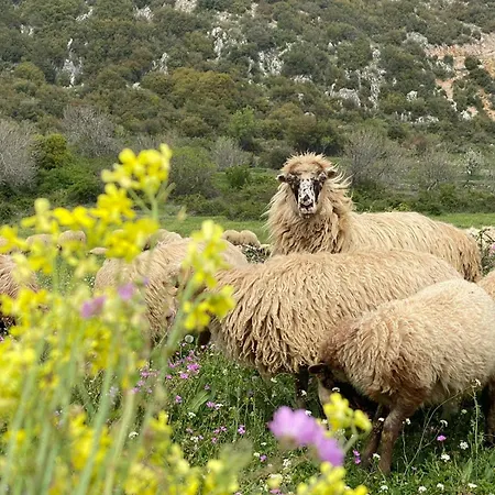 לינה וארוחת בוקר Areti *