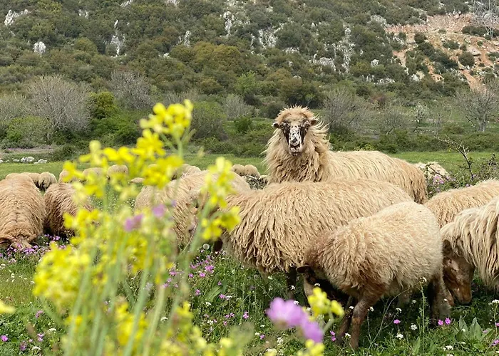 Oda ve Kahvaltı Areti 4*